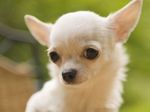 cute-chihuahua-puppy.jpg