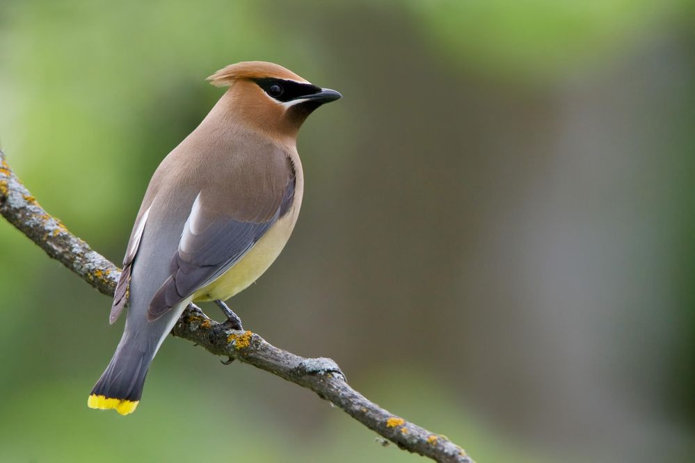 Cedar Waxwing.jpg