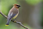 Cedar Waxwing.jpg