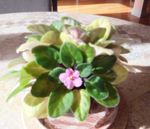 African Violet - Cropped.jpg