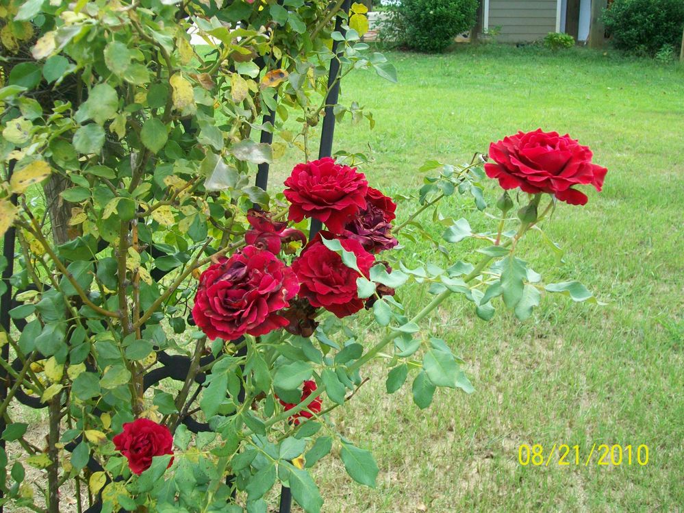 100_3786.JPG