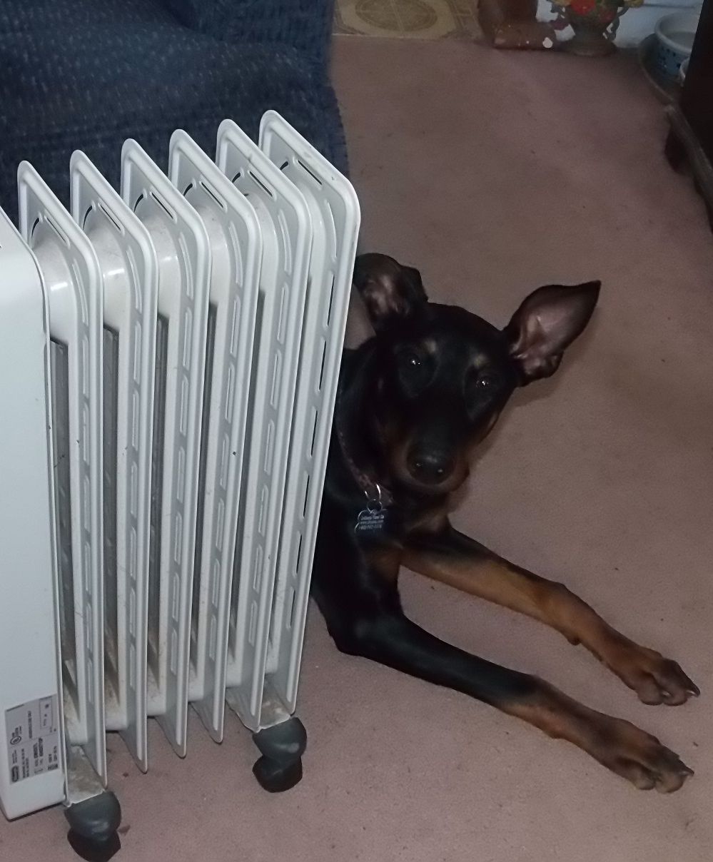 Rosie staying warm