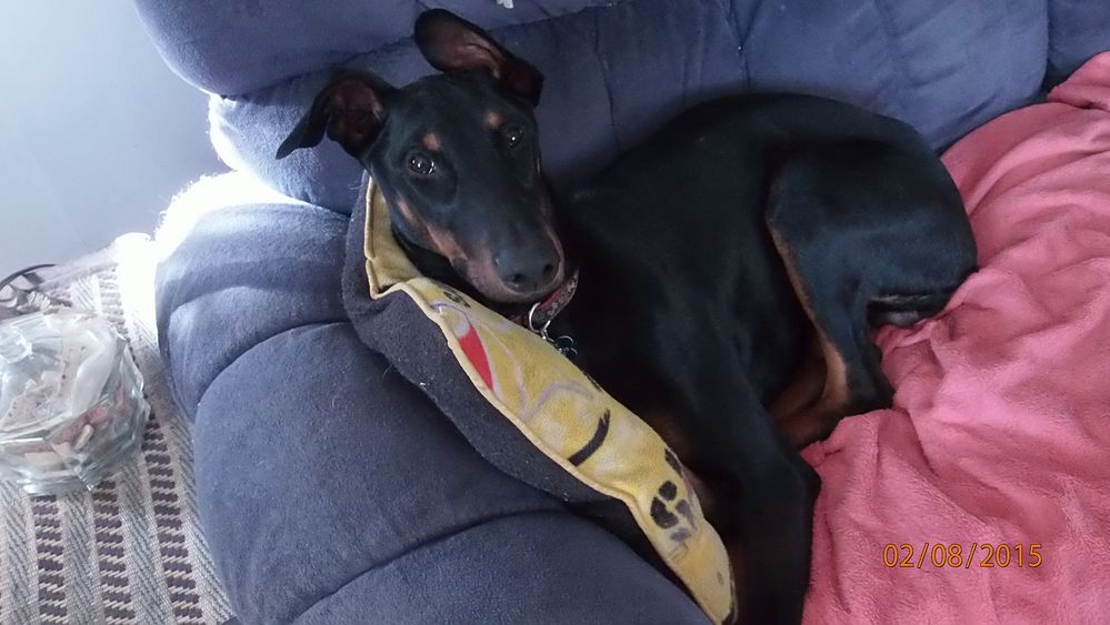 Rosie staying comfortable