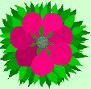 dw flower drawing.jpg