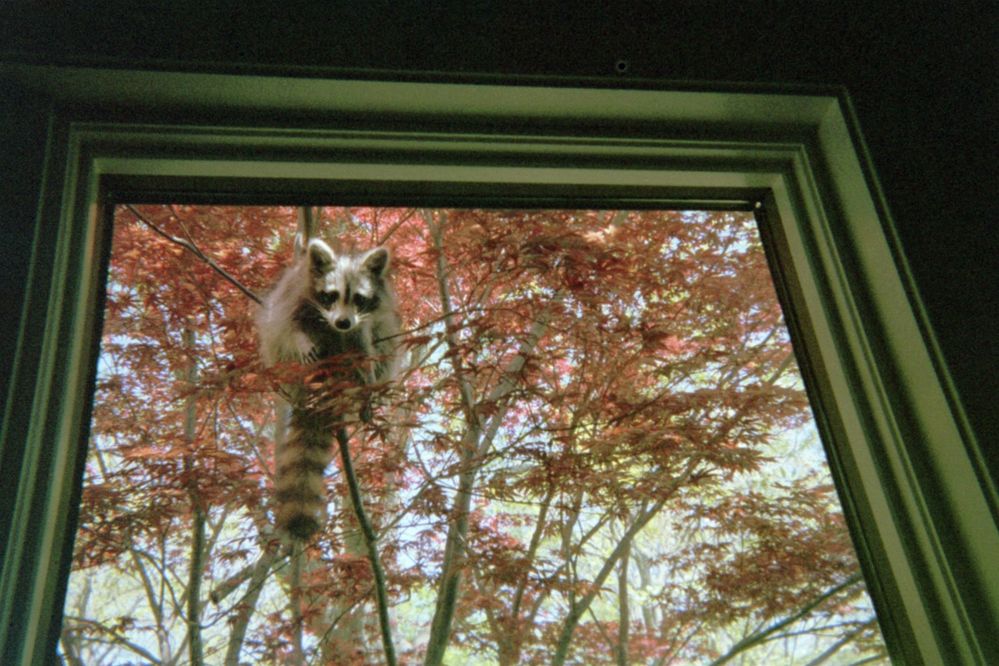 12 - Mommy Raccoon - Looking in Office Window - 2.JPG