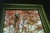 12 - Mommy Raccoon - Looking in Office Window - 2.JPG