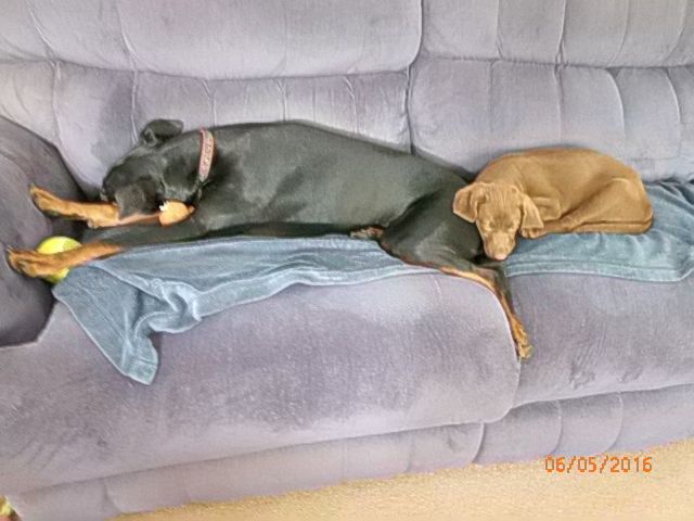 Rosie and Daisy after a hard day