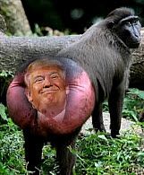ass-1.jpg