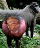 ass-1.jpg