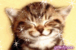 CAT.gif