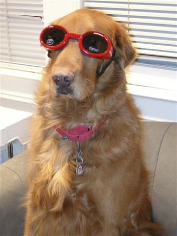 DogCool.jpg