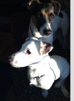 Jack & Russell