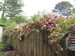 Rosefence.jpg