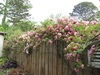 Rosefence.jpg