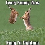 bunny fighting.jpg