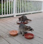 16-08-09 - 6 - Playing in Water - Cropped.jpg
