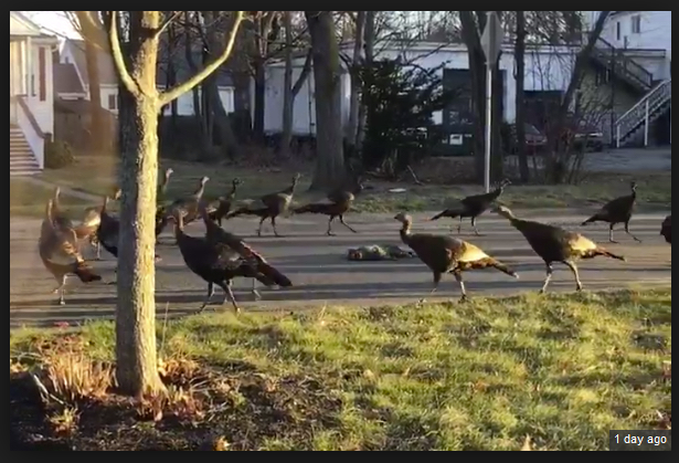 Turkeys Circling.png
