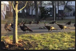 Turkeys Circling.png
