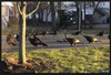 Turkeys Circling.png