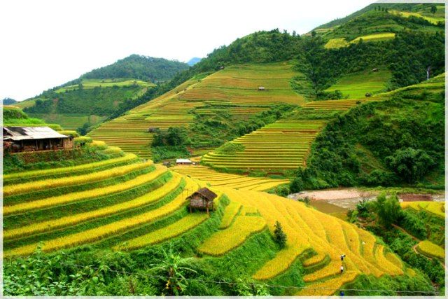 MuCangChai-tarraced-YenBai-VietnamLuxeVacation-LuxeCruise.jpg