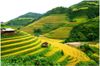 MuCangChai-tarraced-YenBai-VietnamLuxeVacation-LuxeCruise.jpg