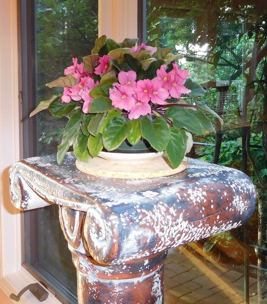 African Violet - 3 - 16-08-19 - Cropped.jpg