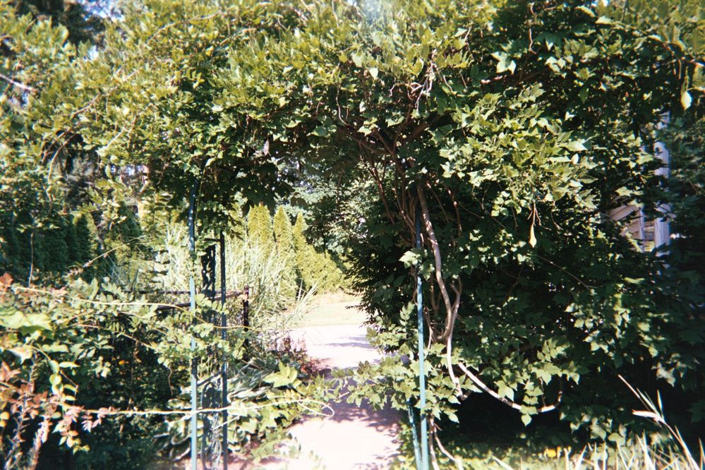 Wisteria in the Summer