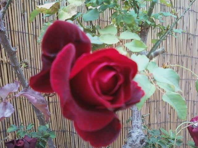 My Beautiful Red Rose, #2.jpg