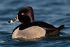 wiki's Ring-necked duck photo