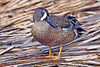 wiki's male Blue-winged Teal photo