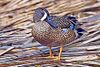 wiki's male Blue-winged Teal photo