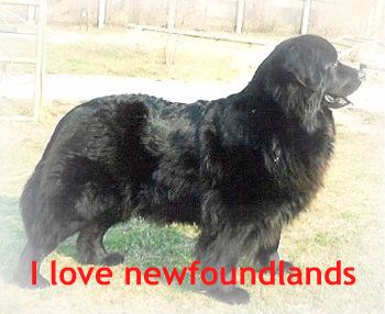 newfoundland2.jpg