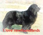 newfoundland2.jpg