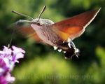 Hummingbird Moth 2.jpg