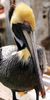 Pelican_Sm.jpg