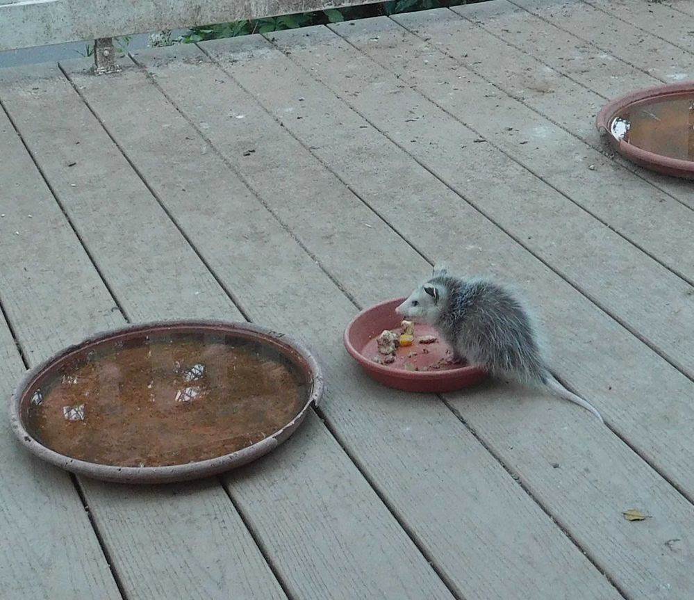 17-06-09 - Baby Possum 1 - Cropped 2.jpg