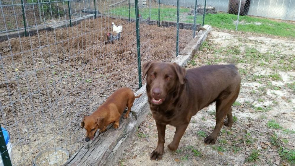 Prissy and Samson.jpg