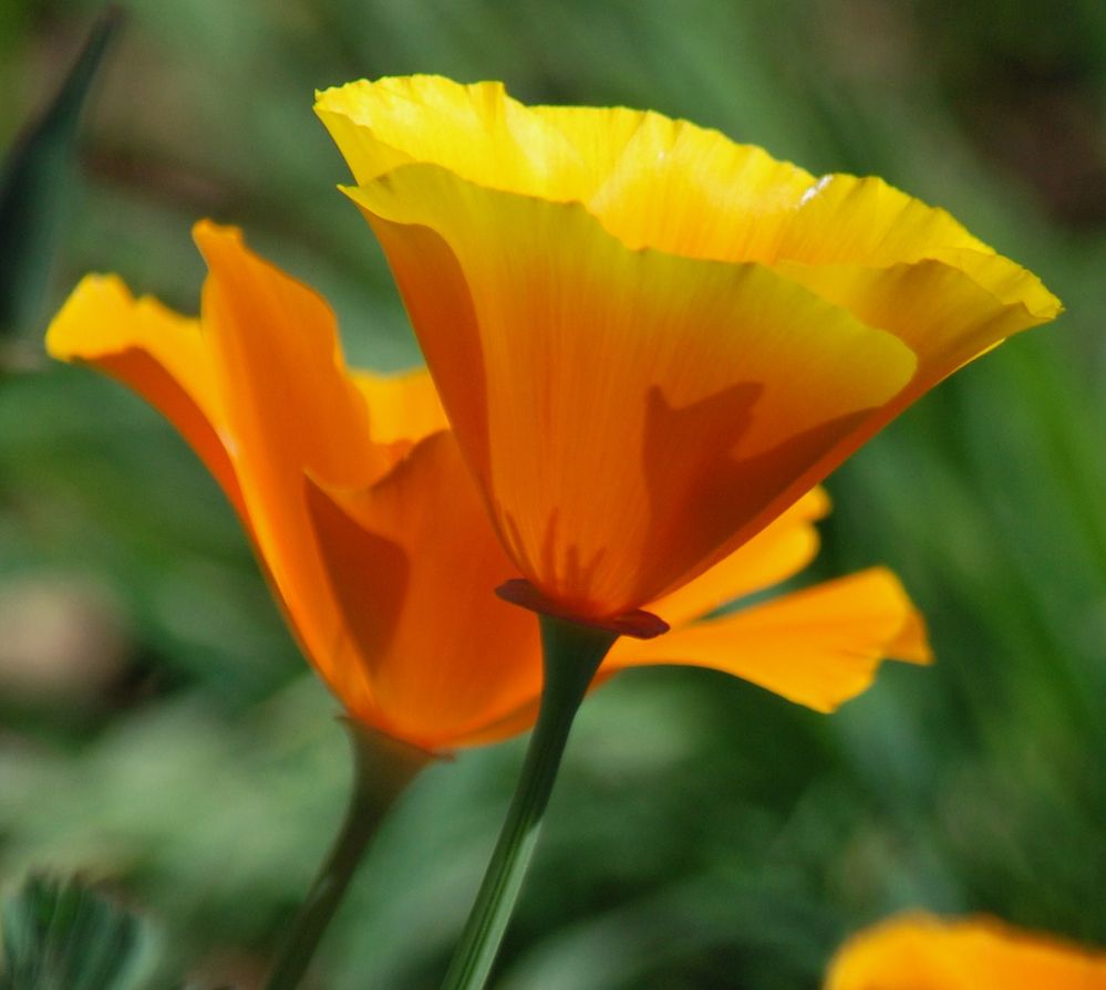 Basking in the Sun.JPG