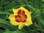 daylily.jpg