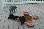 17-07-31 - Kinky Tail, Blackie & Mini-Blackie - 1 - Cropped.jpg