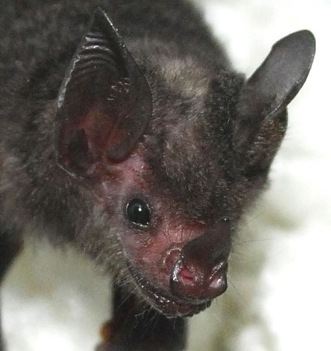Lil' Drac - close up - Bat World.jpg