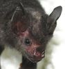 Lil' Drac - close up - Bat World.jpg
