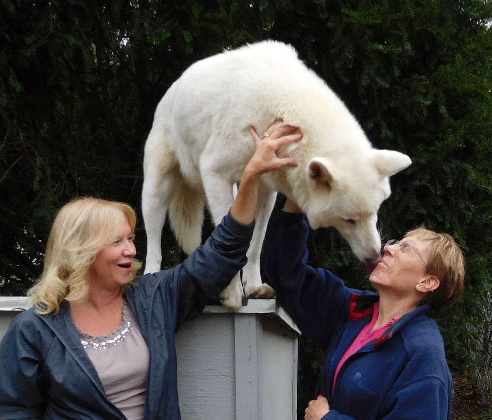 A Wolf Kissed Me & I loved It - Cropped.jpg