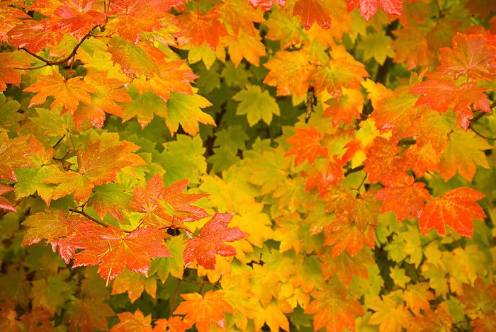 fall color leaves.jpg