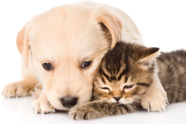 dog_hug_cat.jpg