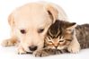 dog_hug_cat.jpg