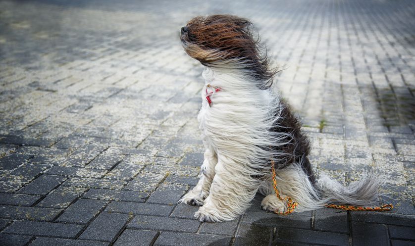 windy dog.jpg