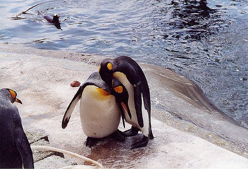penguin hug.jpg