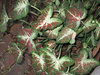 Caladiums.jpg