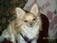 Animals are a person's best friend